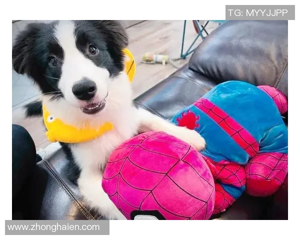 足球明星宠爱猫咪,明星与爱宠之间的温馨故事揭秘 足球明星宠爱猫咪,明星与爱宠之间的温馨故事揭秘